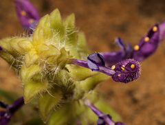 Coleus lasianthus