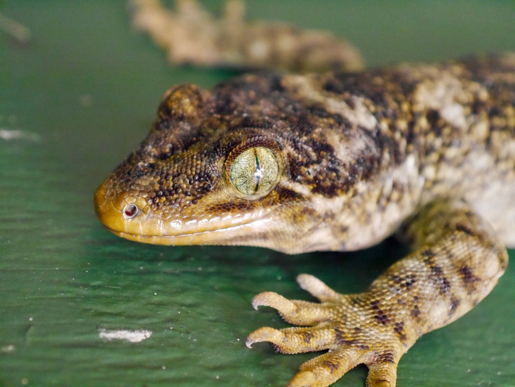 Duvaucel's Gecko
