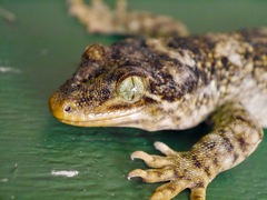 Hoplodactylus duvaucelii