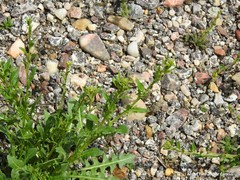 Sisymbrium runcinatum