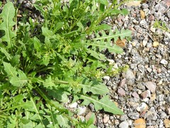 Sisymbrium runcinatum