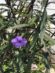 Ruellia simplex