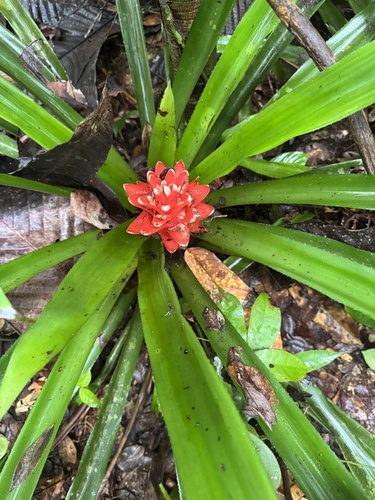 Aechmea nidularioides