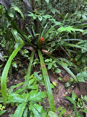 Aechmea nidularioides, photograph (c) Cullen Hanks, some rights reserved (CC BY)