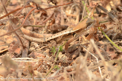 Sceloporus siniferus
