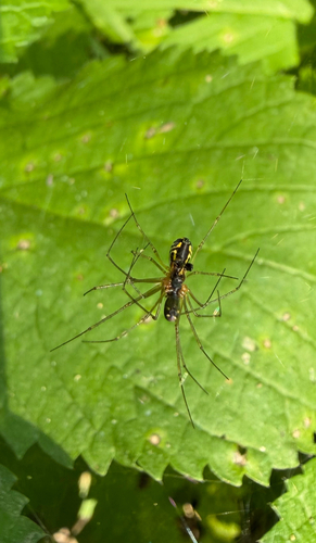 Filmy Dome Spider photo 5