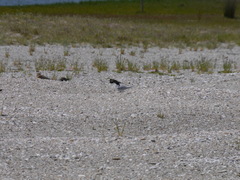 Sternula nereis davisae