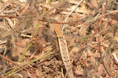 Sceloporus siniferus