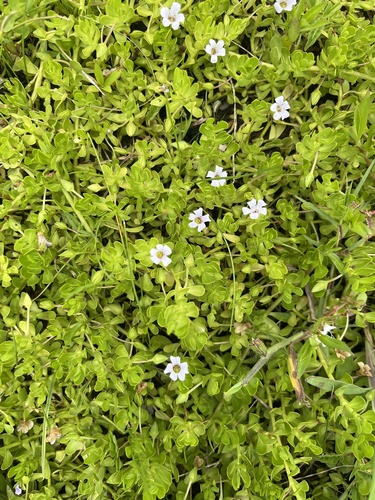 Herb-of-Grace