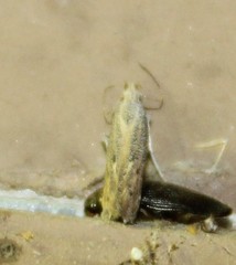 Isophrictis