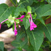 Mirabilis jalapa jalapa - Photo (c) ccaneydunod, some rights reserved (CC BY-NC), uploaded by ccaneydunod
