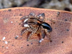 Maratus chrysomelas