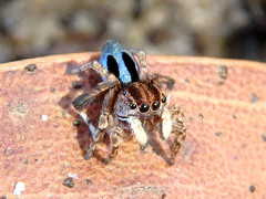 Maratus chrysomelas