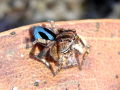 Maratus chrysomelas