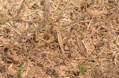 Sceloporus siniferus