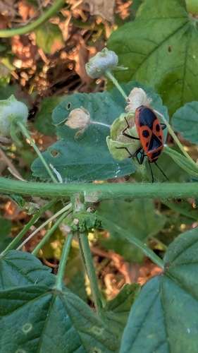 European Firebug