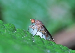 Suillia variegata