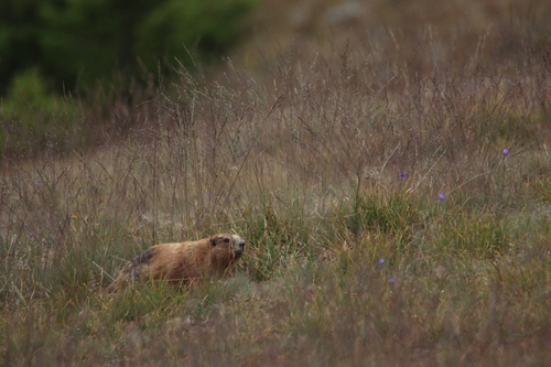 Olympic Marmot observed by russellcampbell310