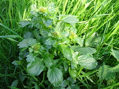 Barbarea vulgaris