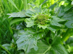Barbarea vulgaris