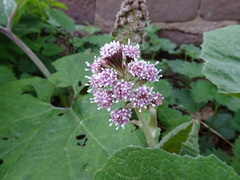 Petasites hybridus