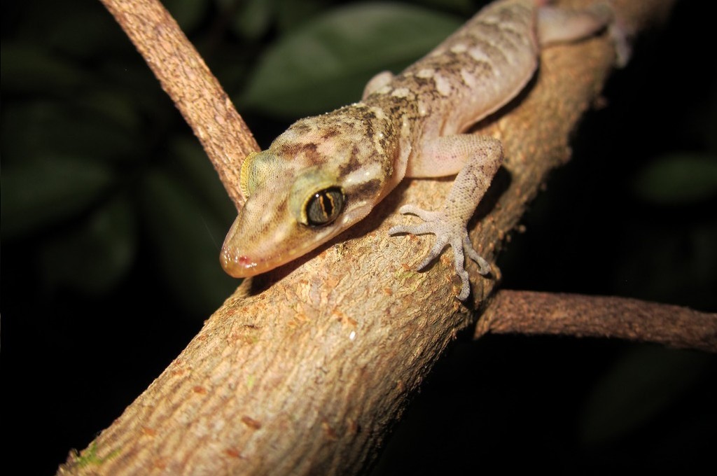 Christmas Island Forest Gecko