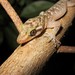 Cyrtodactylus sadleiri - Photo (c) Dion Maple, μερικά δικαιώματα διατηρούνται (CC BY-NC), uploaded by Dion Maple
