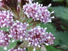 Petasites hybridus