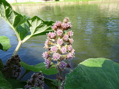 Petasites hybridus