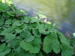 Petasites hybridus