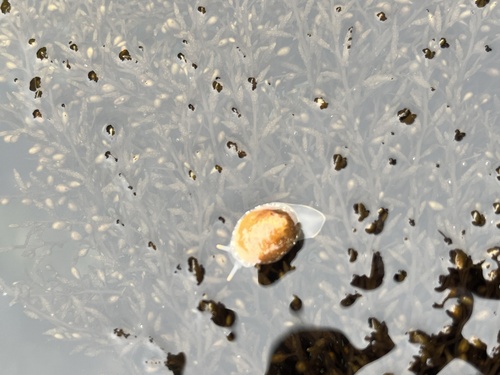 Limneria prolongata observed 2026-07-16