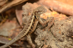 Sceloporus siniferus