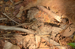 Sceloporus siniferus