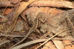 Sceloporus siniferus