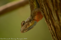 Sceloporus melanorhinus