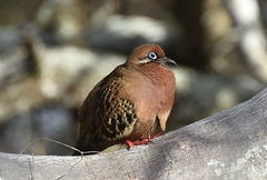 Zenaida galapagoensis