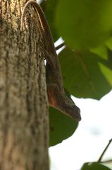Sceloporus melanorhinus