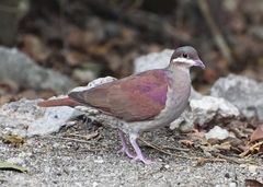 Key West Quail-Dove photo 2