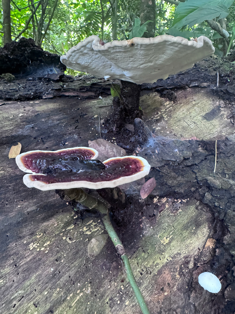 Ganoderma amazonense