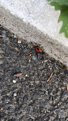 Pyrrhocoris apterus