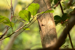 Sceloporus melanorhinus