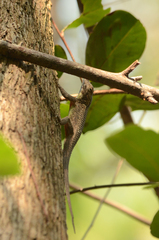 Sceloporus melanorhinus