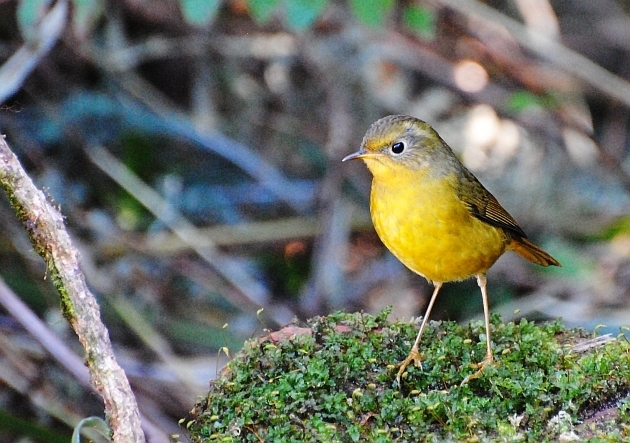 Golden Bush Robin