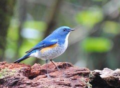 Tarsiger rufilatus