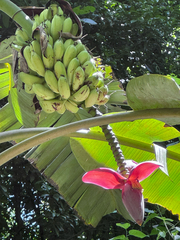 Musa balbisiana