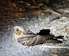 Caprimulgus macrurus