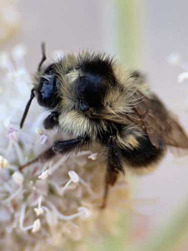 iNaturalist observation photo of Bumble Bees