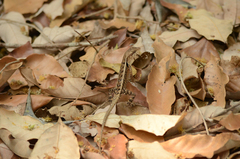Sceloporus siniferus