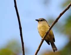 Vireo osburni