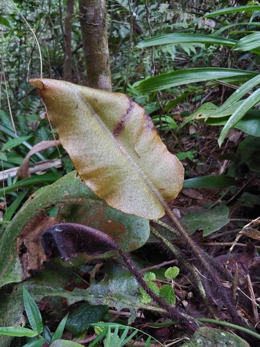 Elaphoglossum crinitum